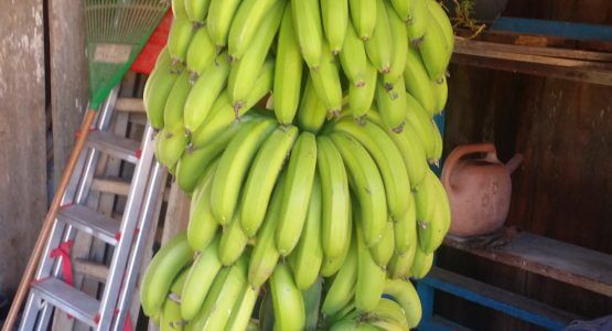 Banana Vila Verde