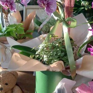 Modo de uso Sachê de fertilizante orgânico em vasos