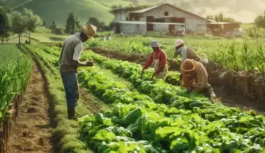 Cultivo orgânico em canteiro com agricultores da Vila Verde