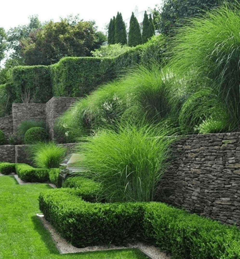 Vista detalhada do Capim Vetiver em um ambiente verdejante, mostrando as longas folhas e raízes profundas, simbolizando a robustez e benefícios ecológicos do Capim Vetiver Vila Verde.