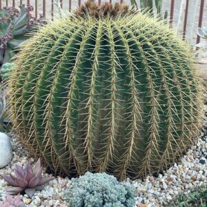 cacto saudável e bem desenvolvido em cultivo com manejo adequado